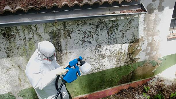 Trusted Mold Remediation service in Roselle Park, NJ - Cheap Mold Removal